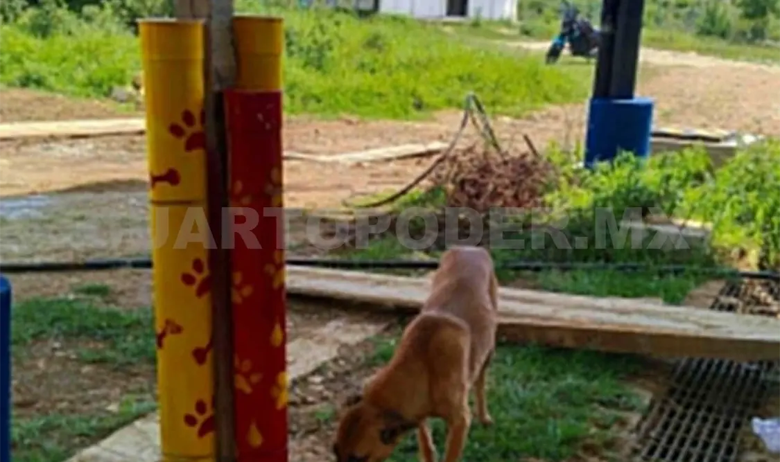 Este proyecto promueve el trato digno y la atención básica para los animales en situación de abandono. Manuel Martínez / CP