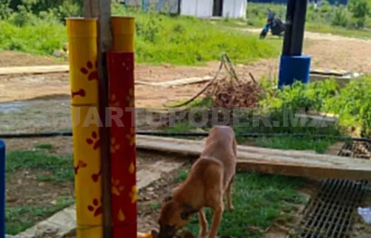 Instalan bebederos de PVC para perros