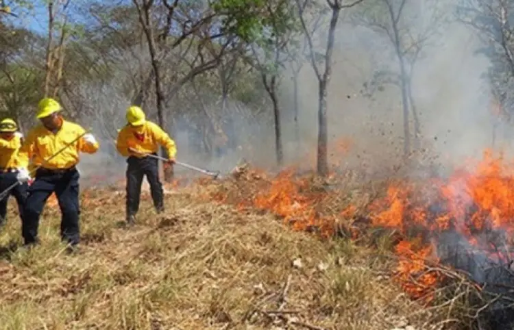 Brigadistas atienden incendios forestales
