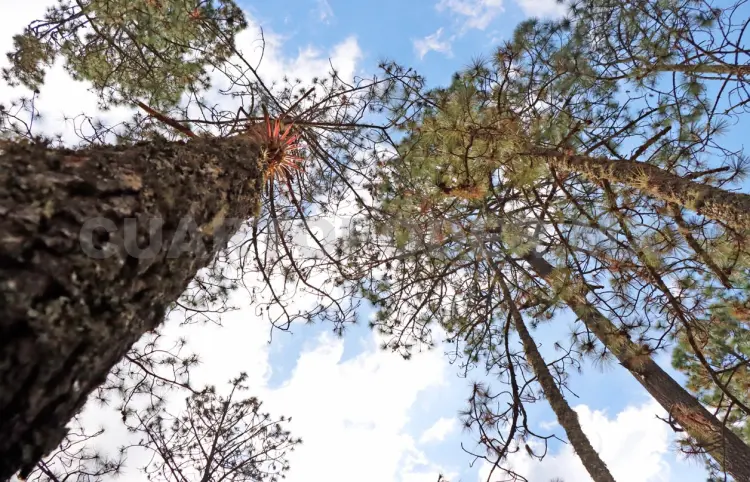 Buscan supervivencia de reforestaciones forestales