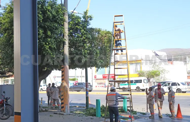 Inician investigación tras poda de árboles