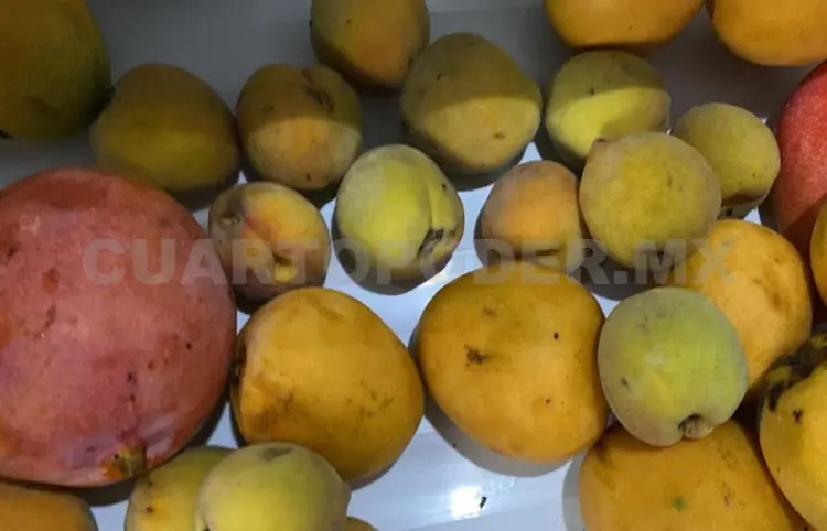 Plaga de gusanos afecta a mangueros