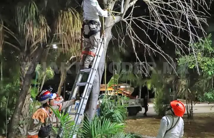 Identifican y retiran 15 árboles secos