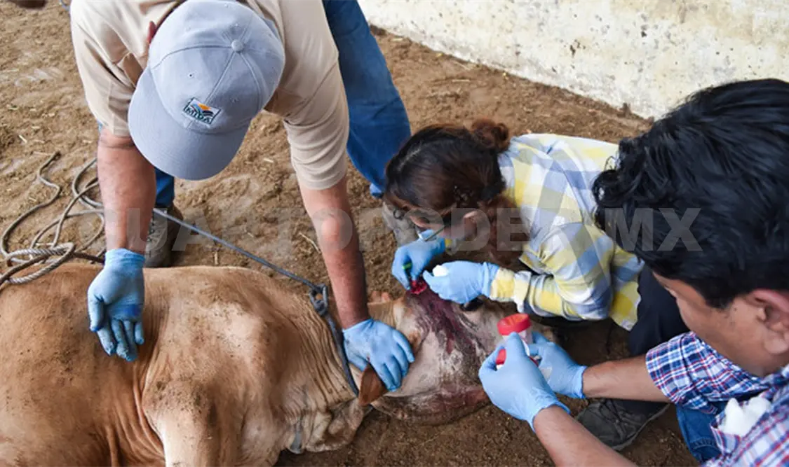 Se han detectado dos casos de miasis en ranchos de Reforma. Cortesía
