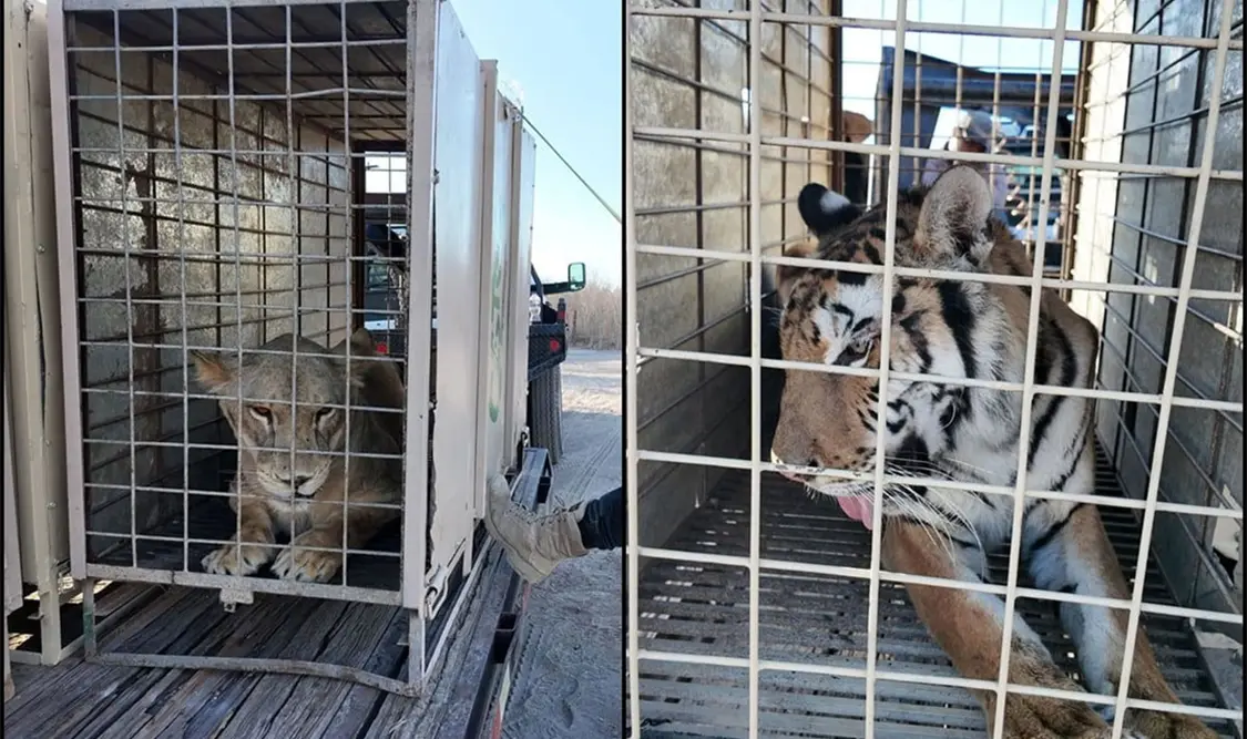Animales son trasladados a nueva reserva