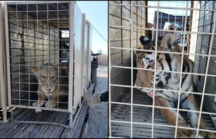 Animales son trasladados a nueva reserva