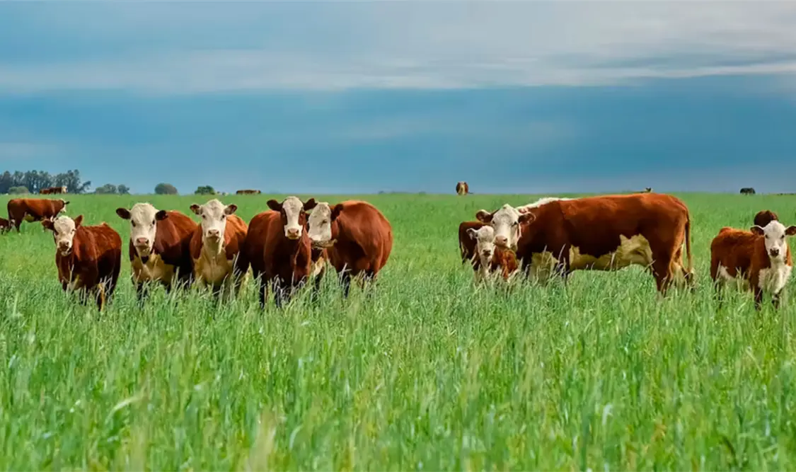 Ven ruta clara a reapertura de ganado mexicano: CNA