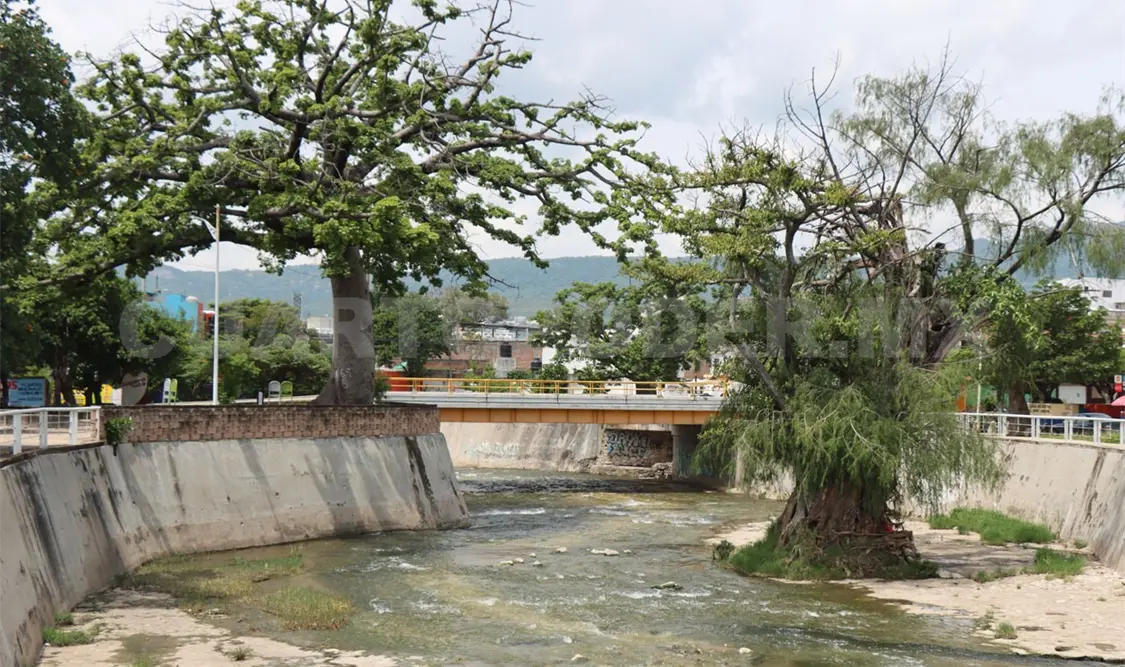 Urge reforestar los espacios urbanos de Tuxtla. Diego Pérez / CP