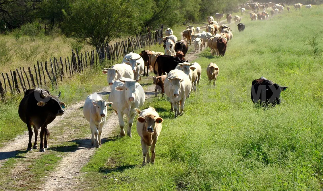 Se busca brindar certeza a la población de que el ganado que se vende no represente ningún riesgo a la salud. Carlos López / CP