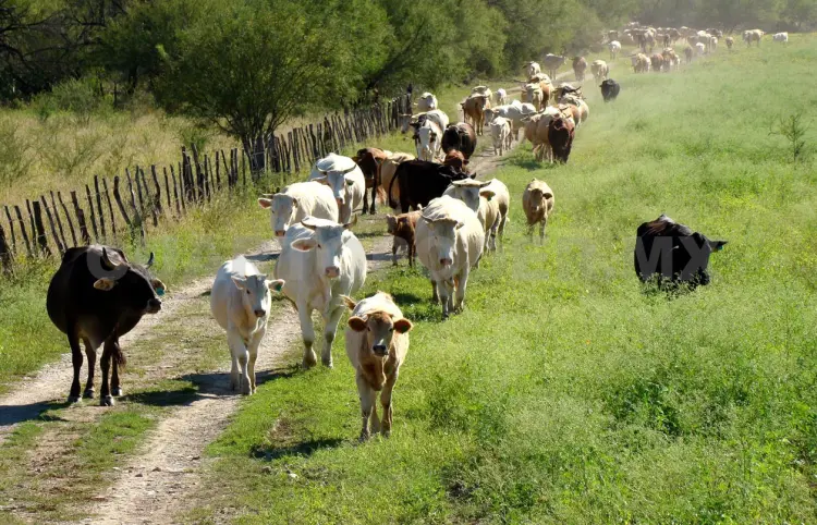 Revisan rastros para evitar riesgo en salud