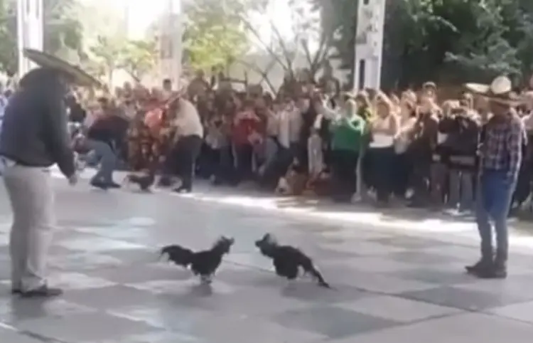 Denuncian supuesta pelea de gallos en una primaria