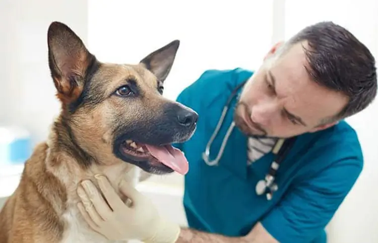Deducir ISR a alimentos y atención médica para animales