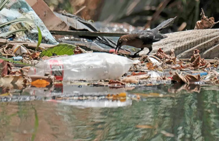 Cuenca del río La Virgen, en degradación severa