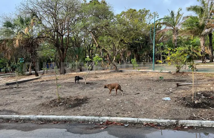 Perros pacíficos, en busca de remanso