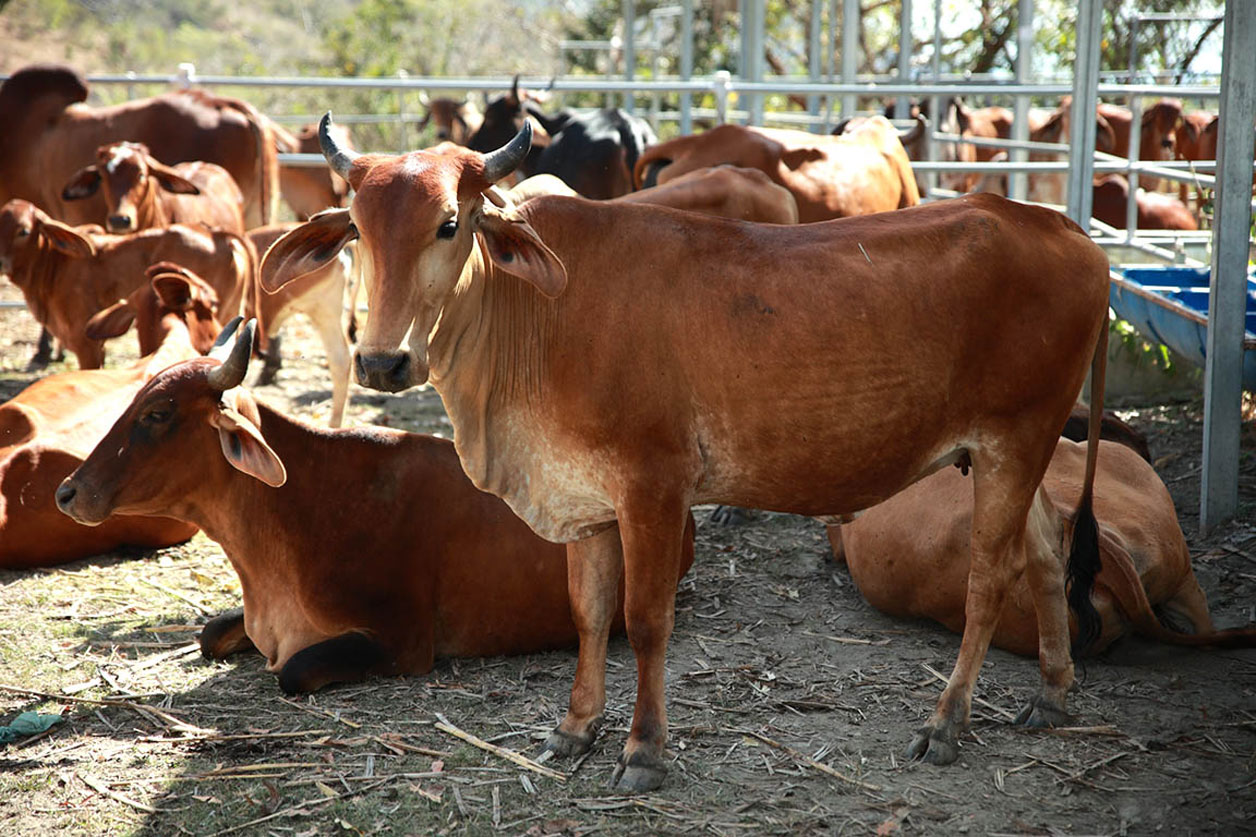 Confirman 10 casos de gusano barrenador
