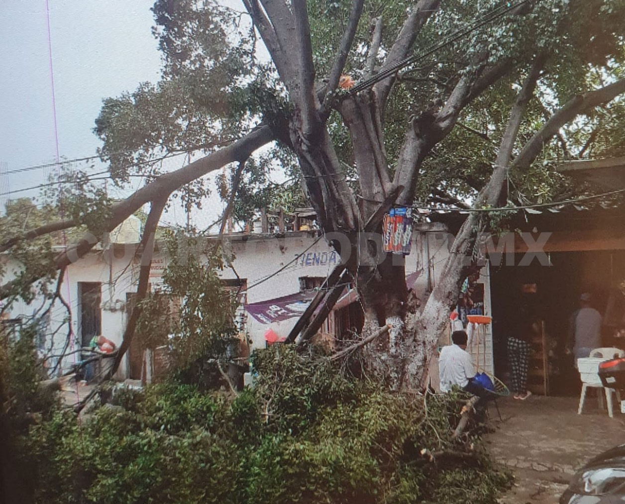 Árbol caído mantiene bloqueado el paso