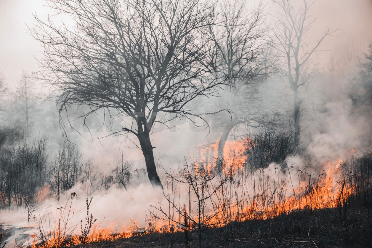 Daños por incendios disminuyen un 86 %
