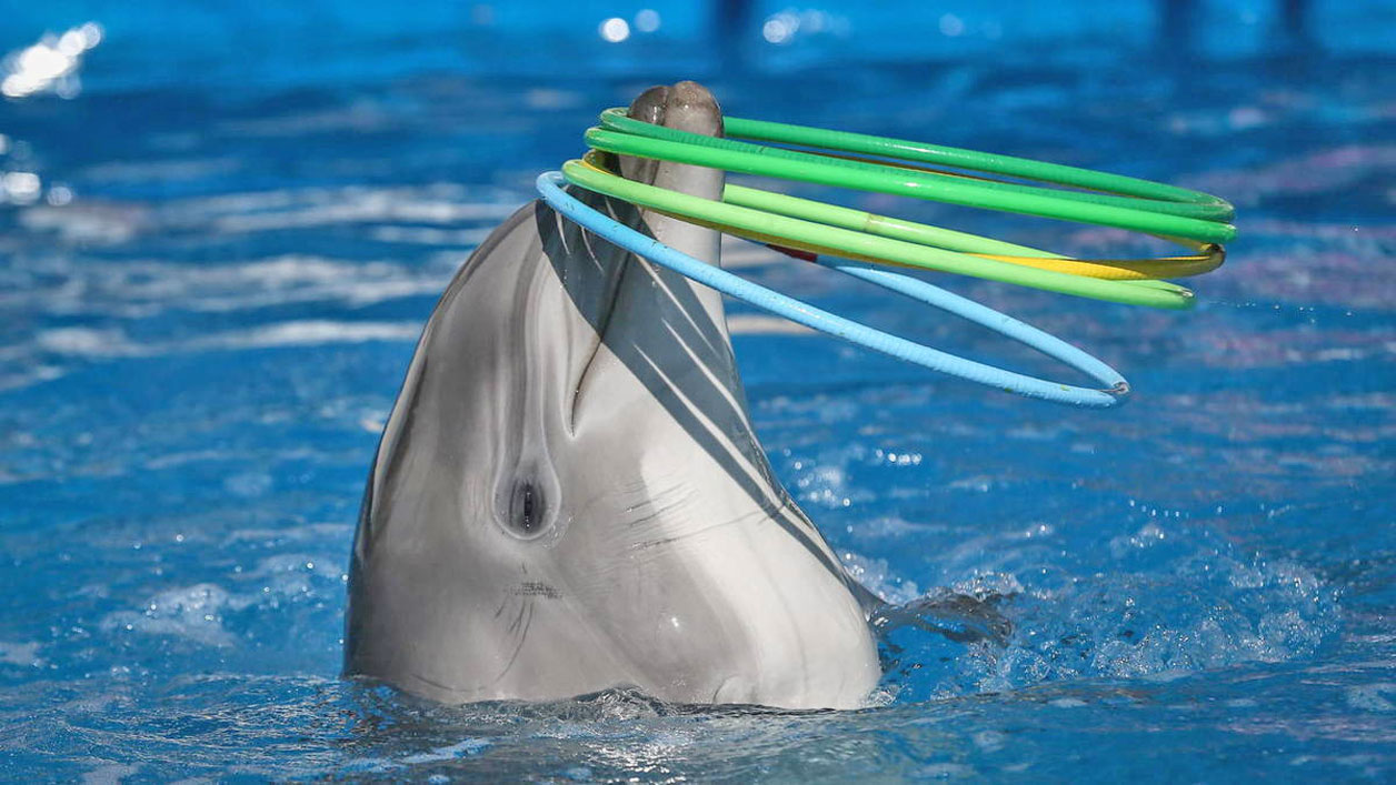 Iniciativa busca liberar a los delfines