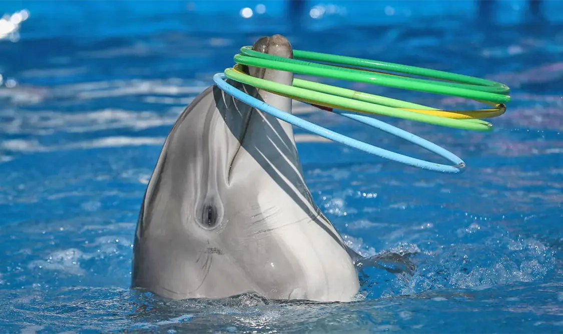 Iniciativa busca liberar a los delfines