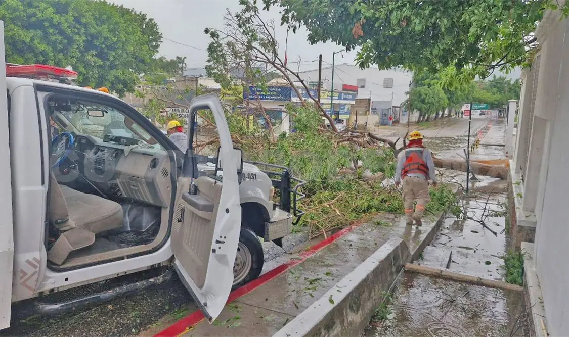 Un árbol caído bloqueó la salida de la colonia Terán. CP