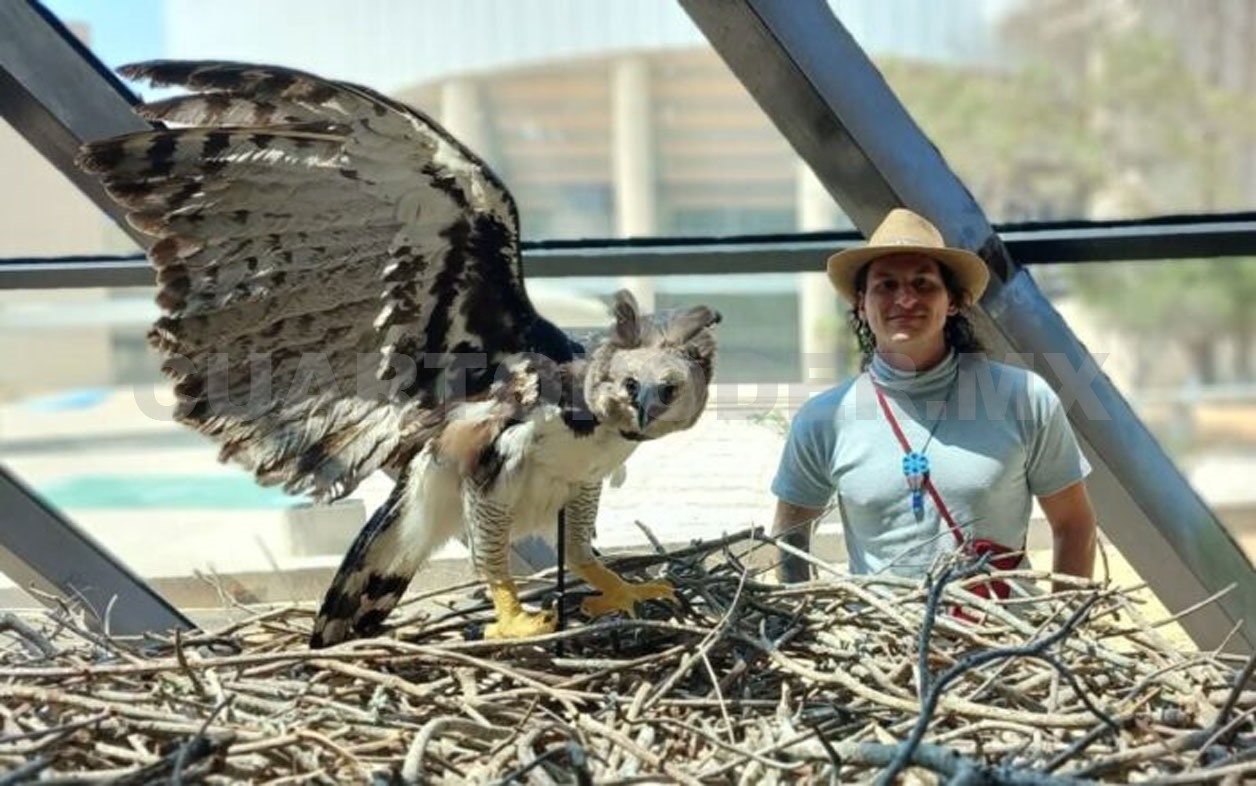 Avistamiento exige ética y compromiso con la especie