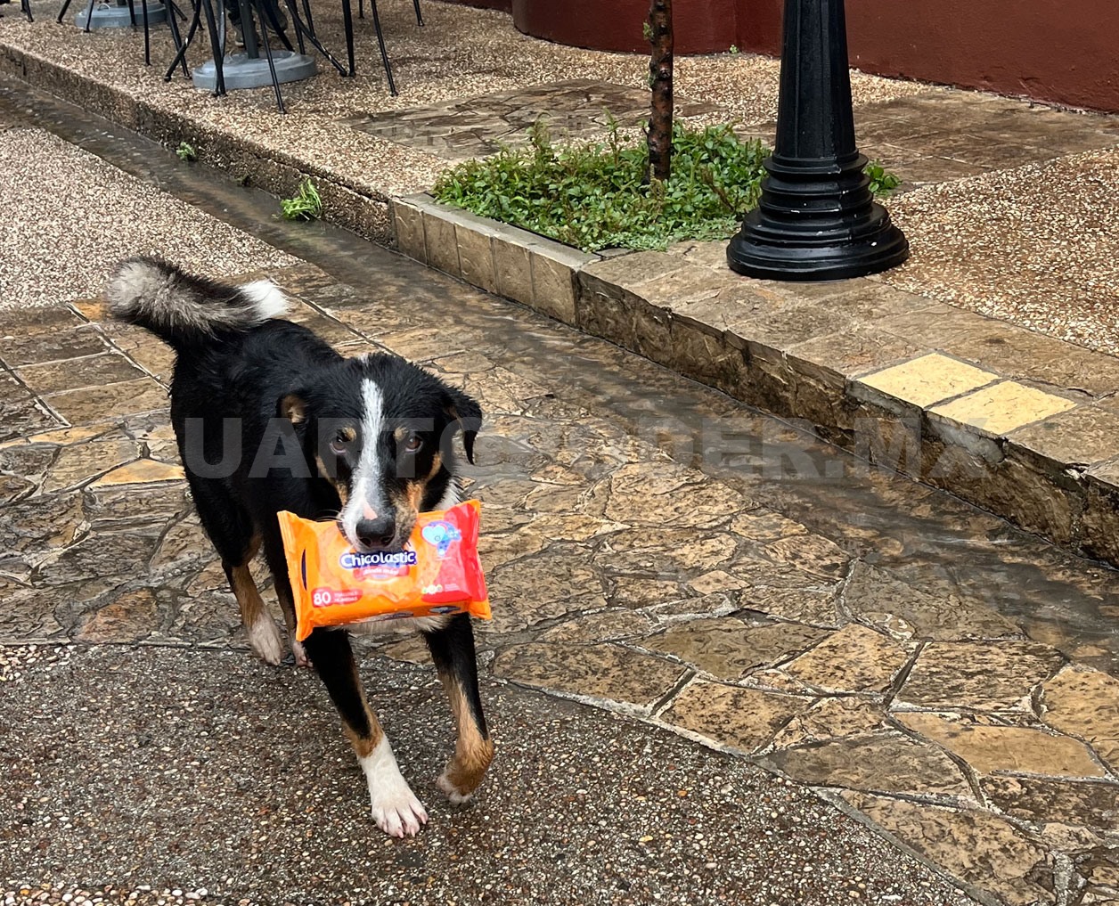 Perrito causa sensación y ternura