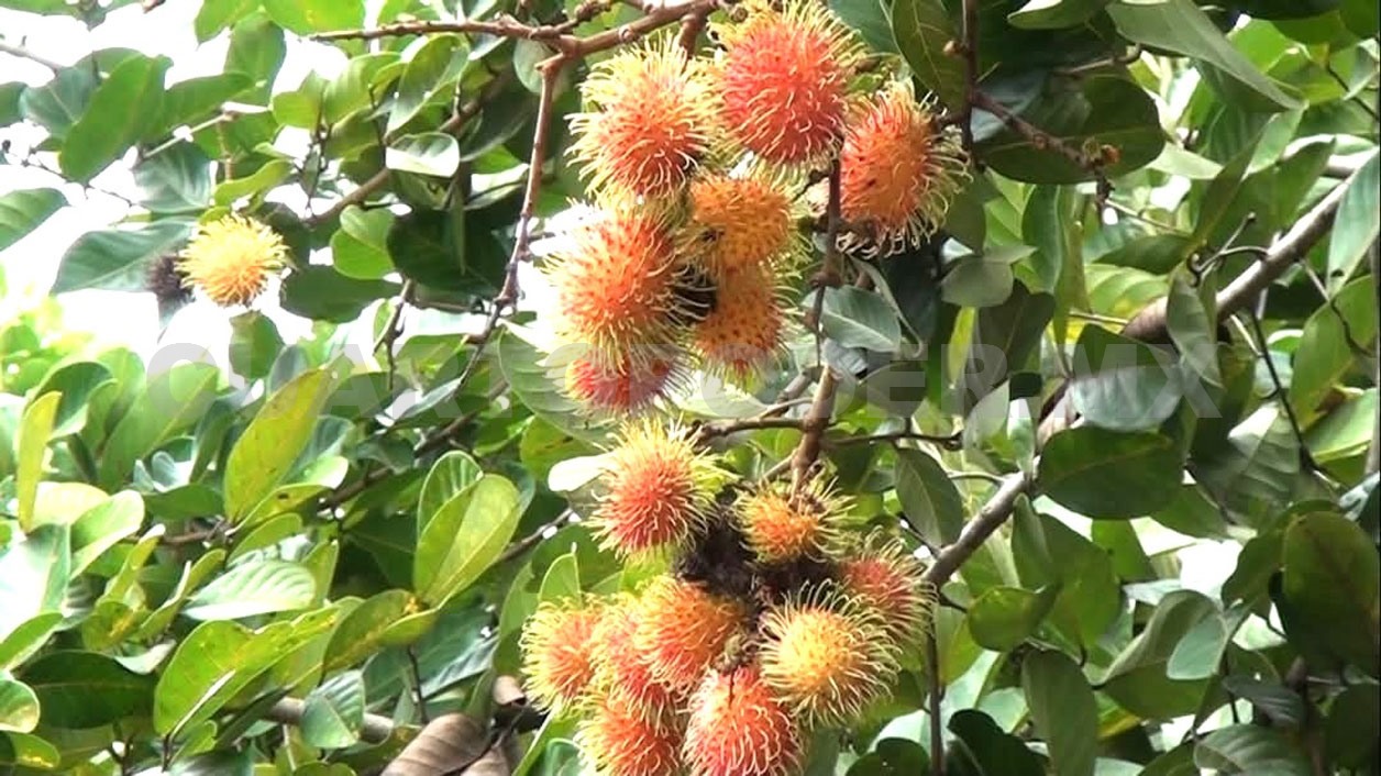 Latente el riesgo de plagas en el cultivo de rambután