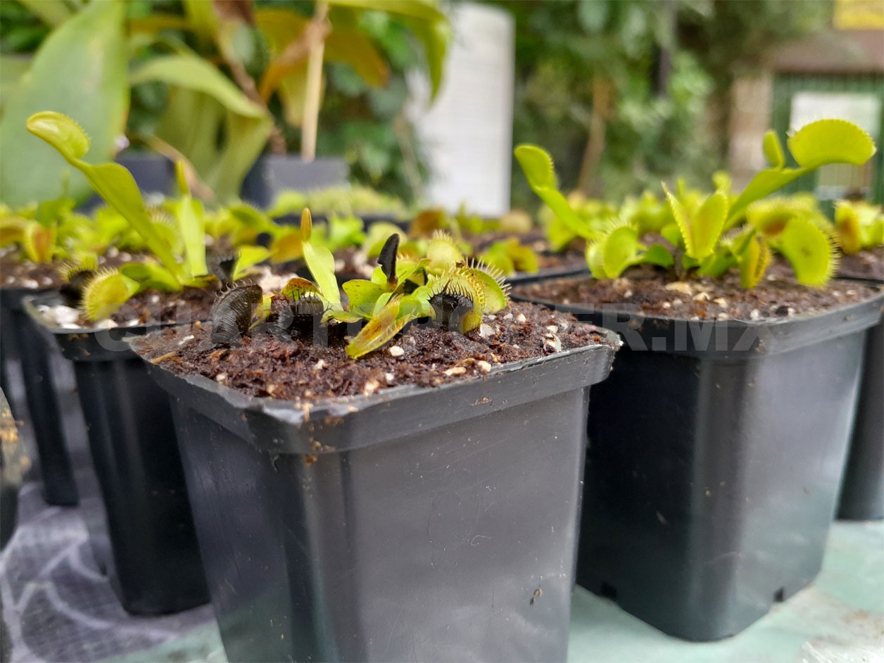 Plantas carnívoras: del mito al hogar