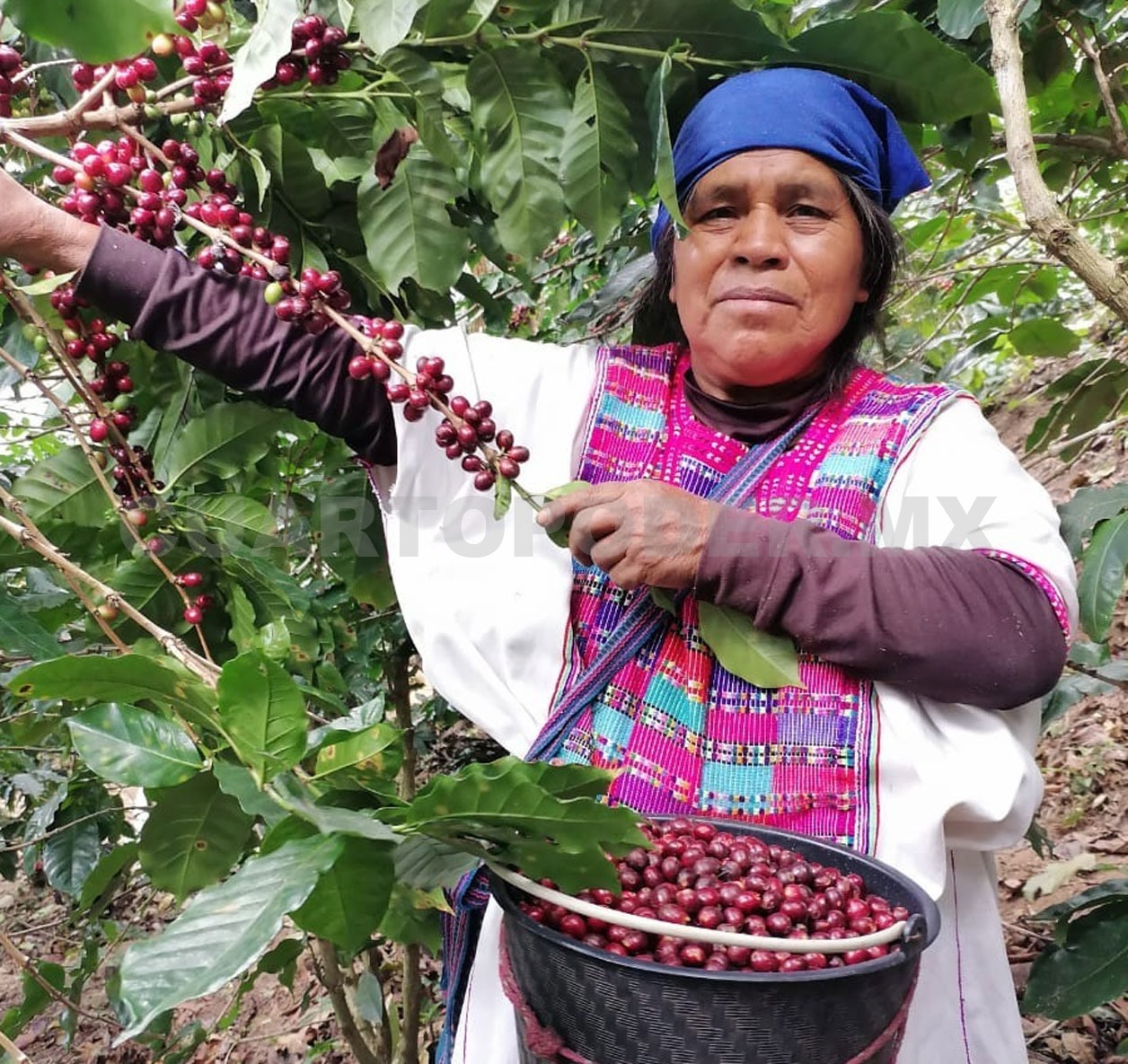 Capacitan a cafetaleros para mejorar prácticas
