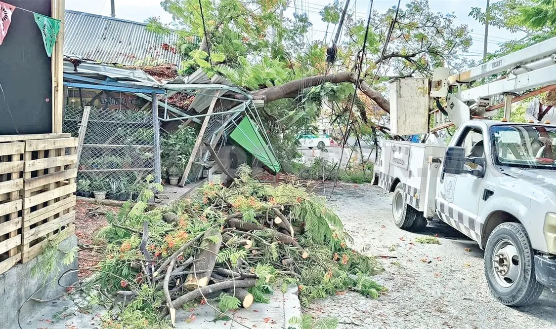 El árbol de flamboyán cayó sobre la galera de una taquería. Ulises Villalobos / CP