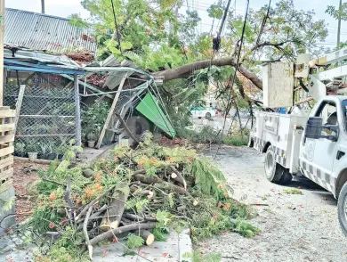 Se desploma árbol sobre galera y la destroza