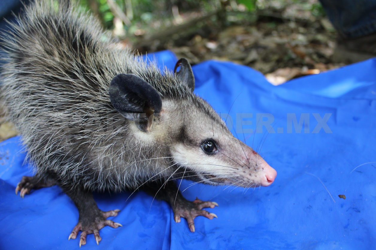 Fauna silvestre: farmacia viva de las comunidades