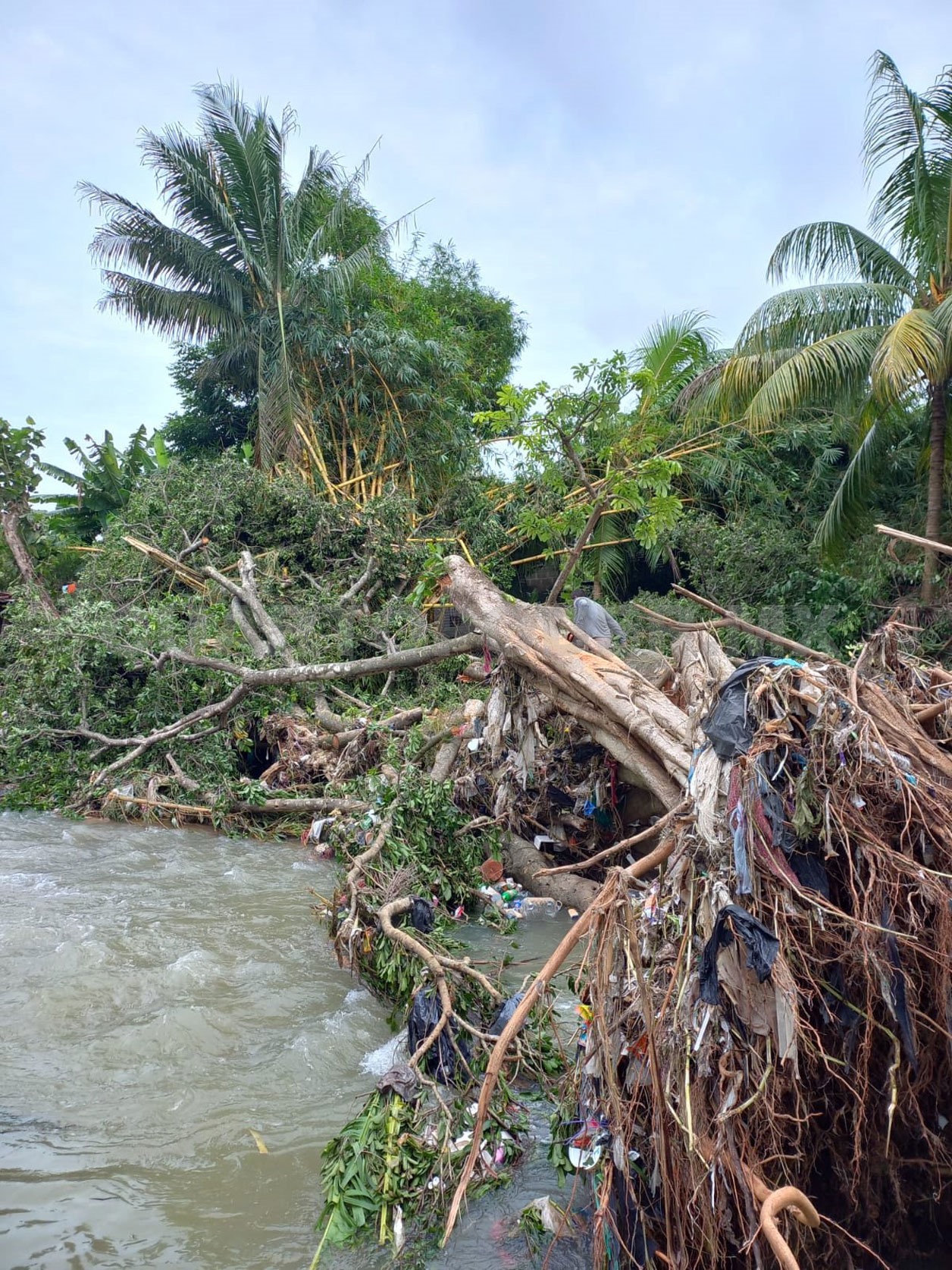 Remueven árboles caídos en río Texcuyuapan