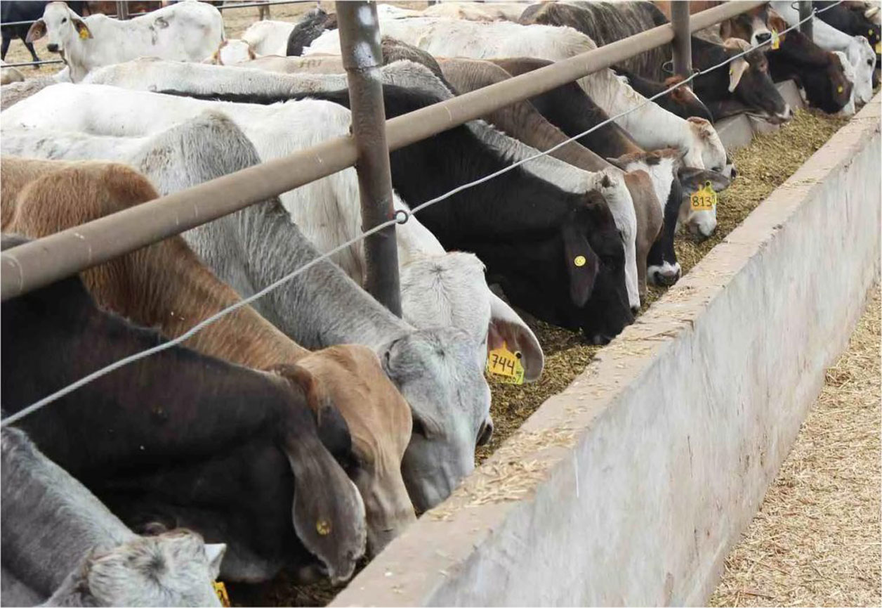 Baja 63.5 % exportación de ganado a EU