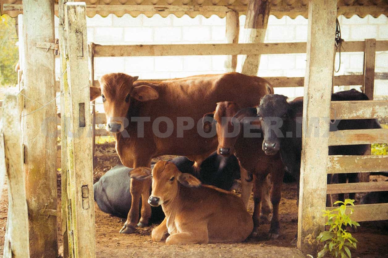 Mantendrán vigilancia zoosanitaria por GBG