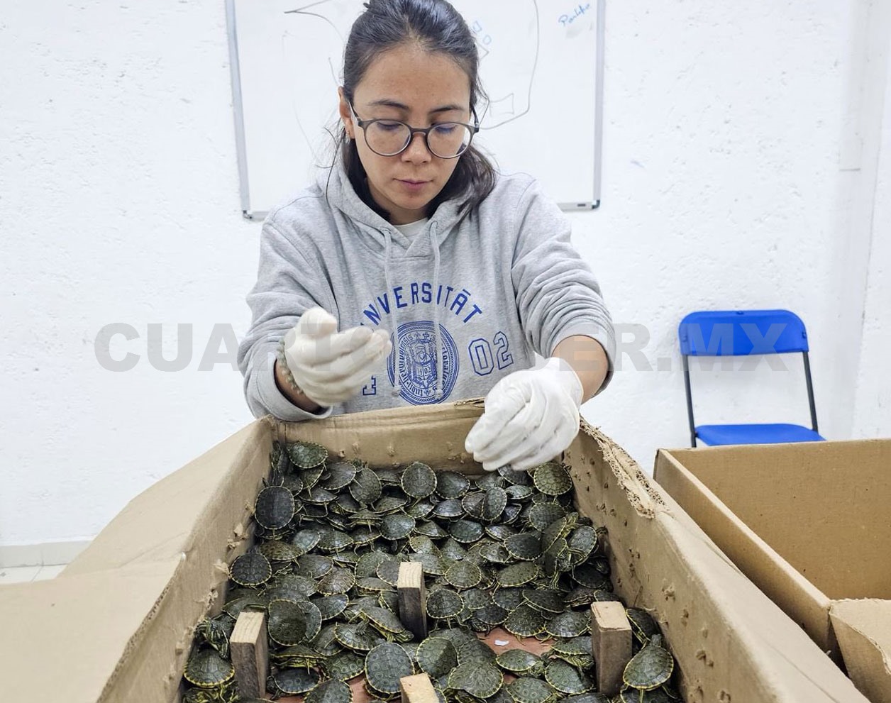 Rescatan miles de tortugas en SCLC