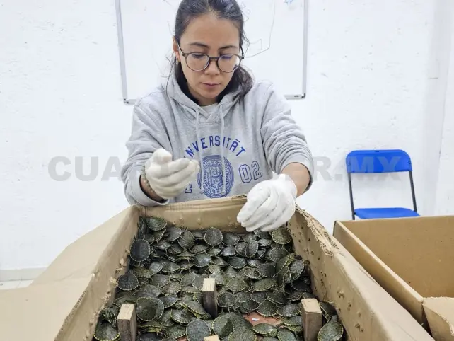 Rescatan miles de tortugas en SCLC