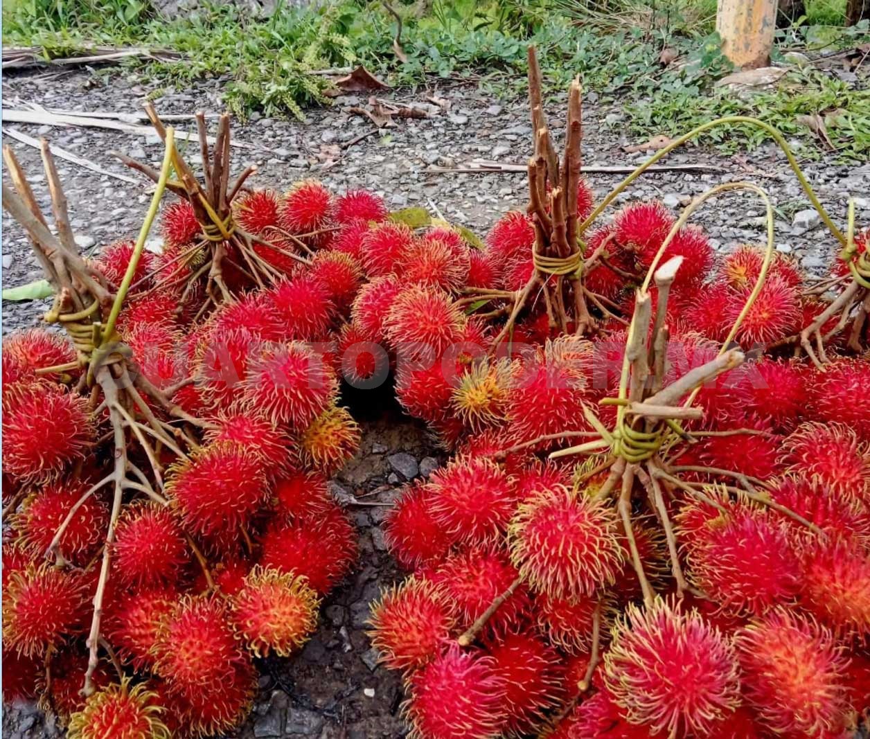 Rambután de Guatemala desploma al mexicano