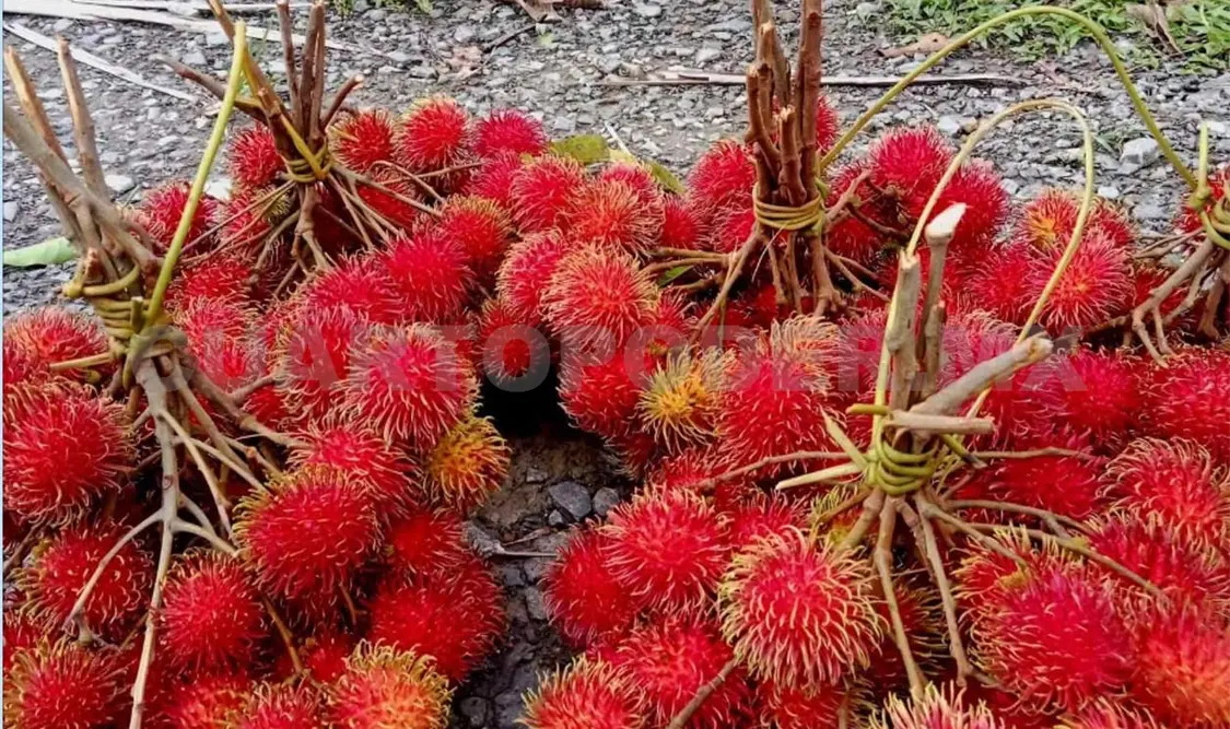 Destacan la importancia de establecer un precio controlado. Ramón García / CP
