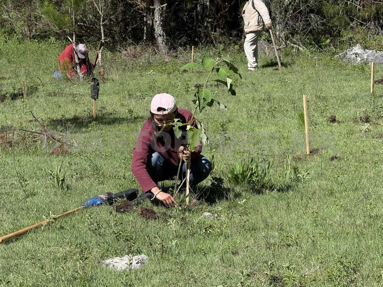 Invitan a participar en reforestación