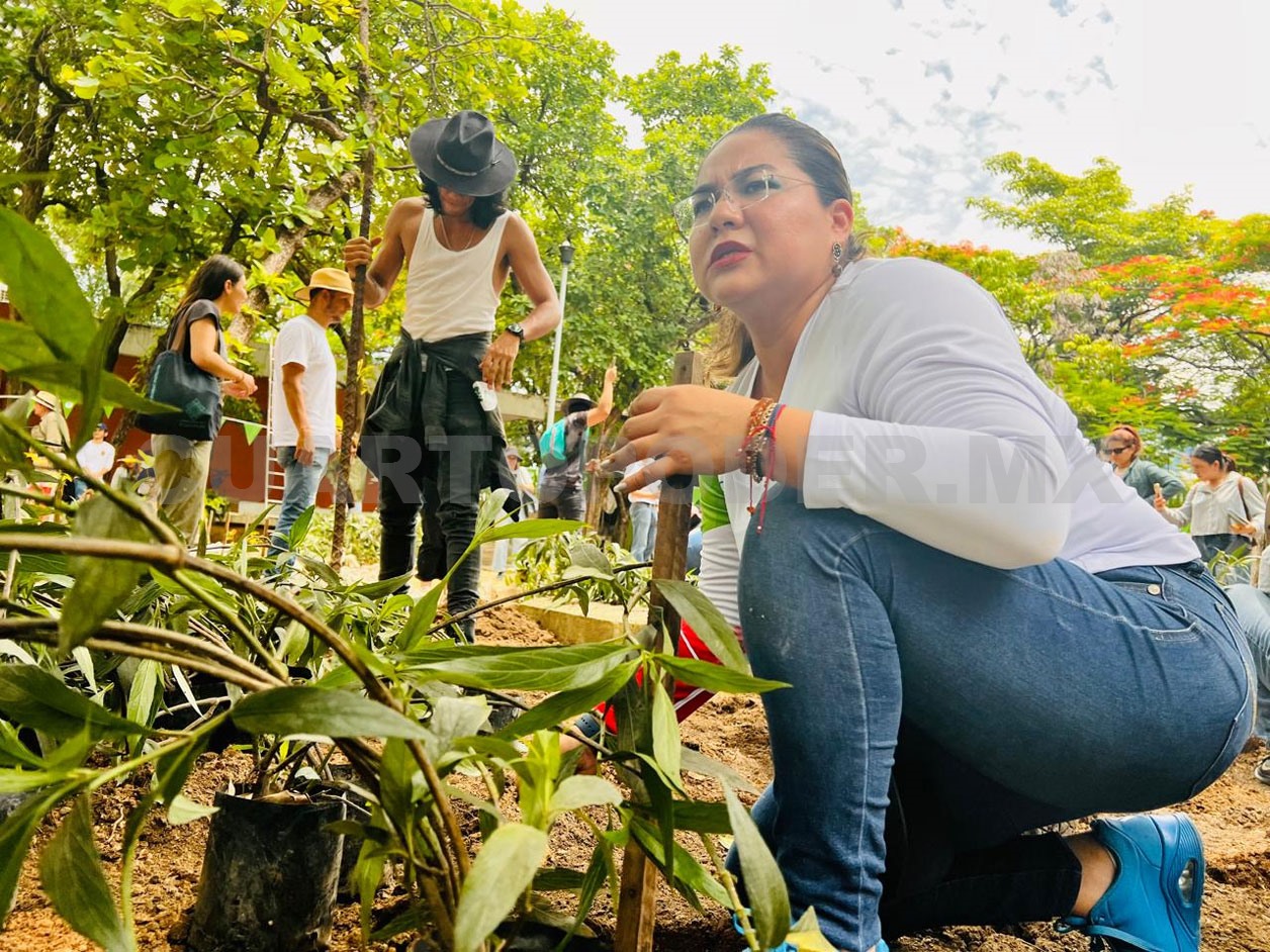 Jurídicamente no existe el Árbol en Chiapas