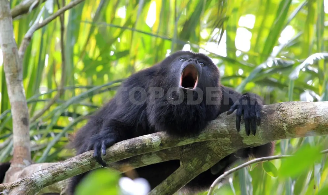 Los monos saraguatos son especies en peligro de extinción. Diego Pérez / CP