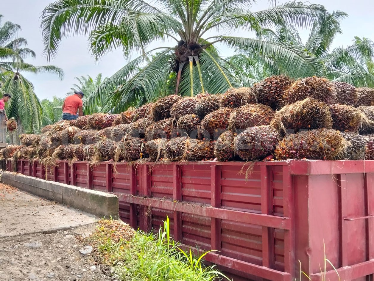 Importación de aceite pone en riesgo producción de palma