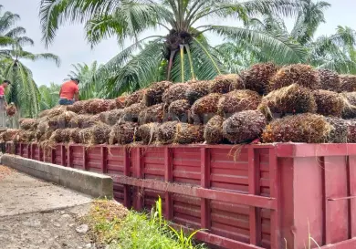 Importación de aceite pone en riesgo producción de palma