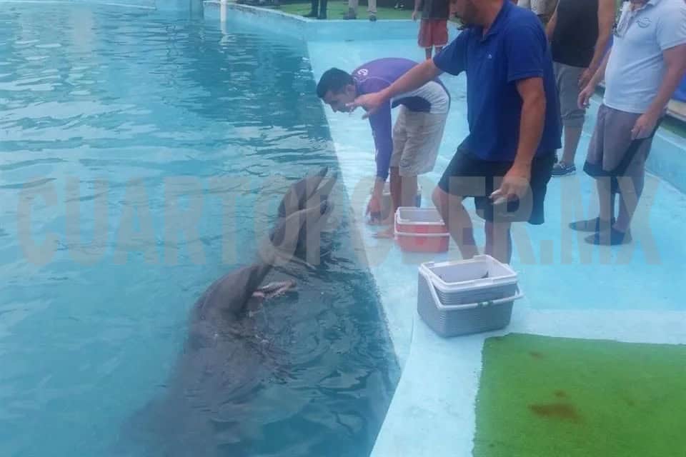 Aprueban prohibición de espectáculos y reproducción de mamíferos marinos en cautiverio