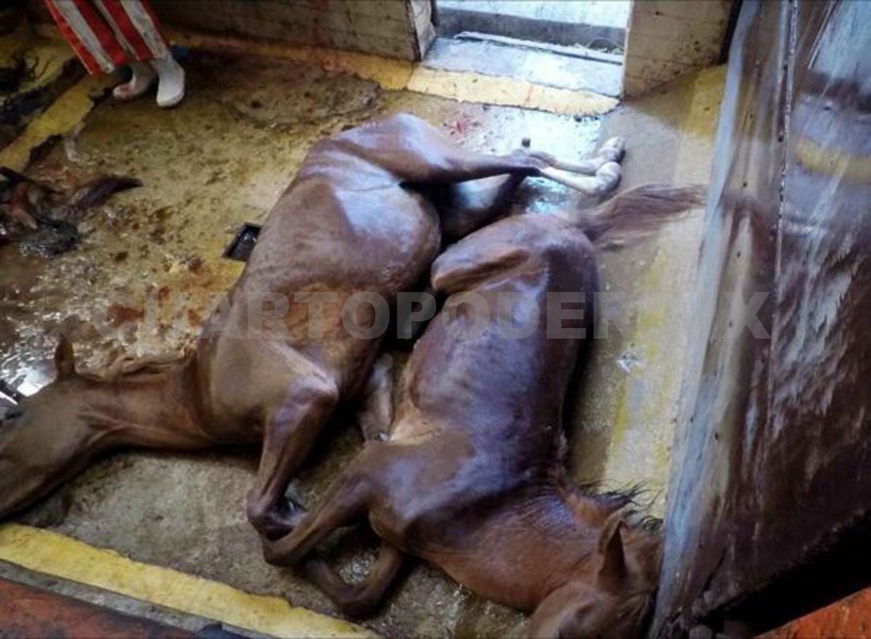 Congreso excluyó a los animales más maltratados