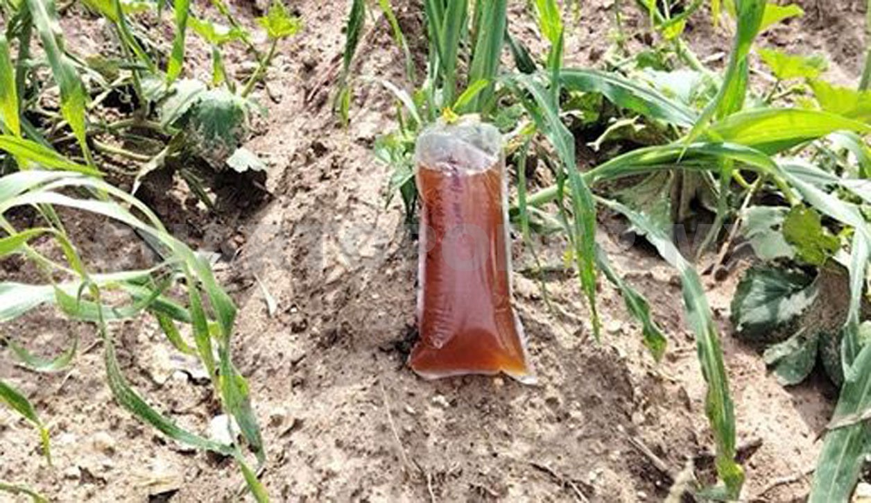TecNM destaca desarrollo de biofertilizantes
