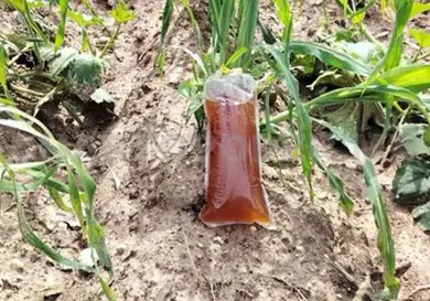 TecNM destaca desarrollo de biofertilizantes