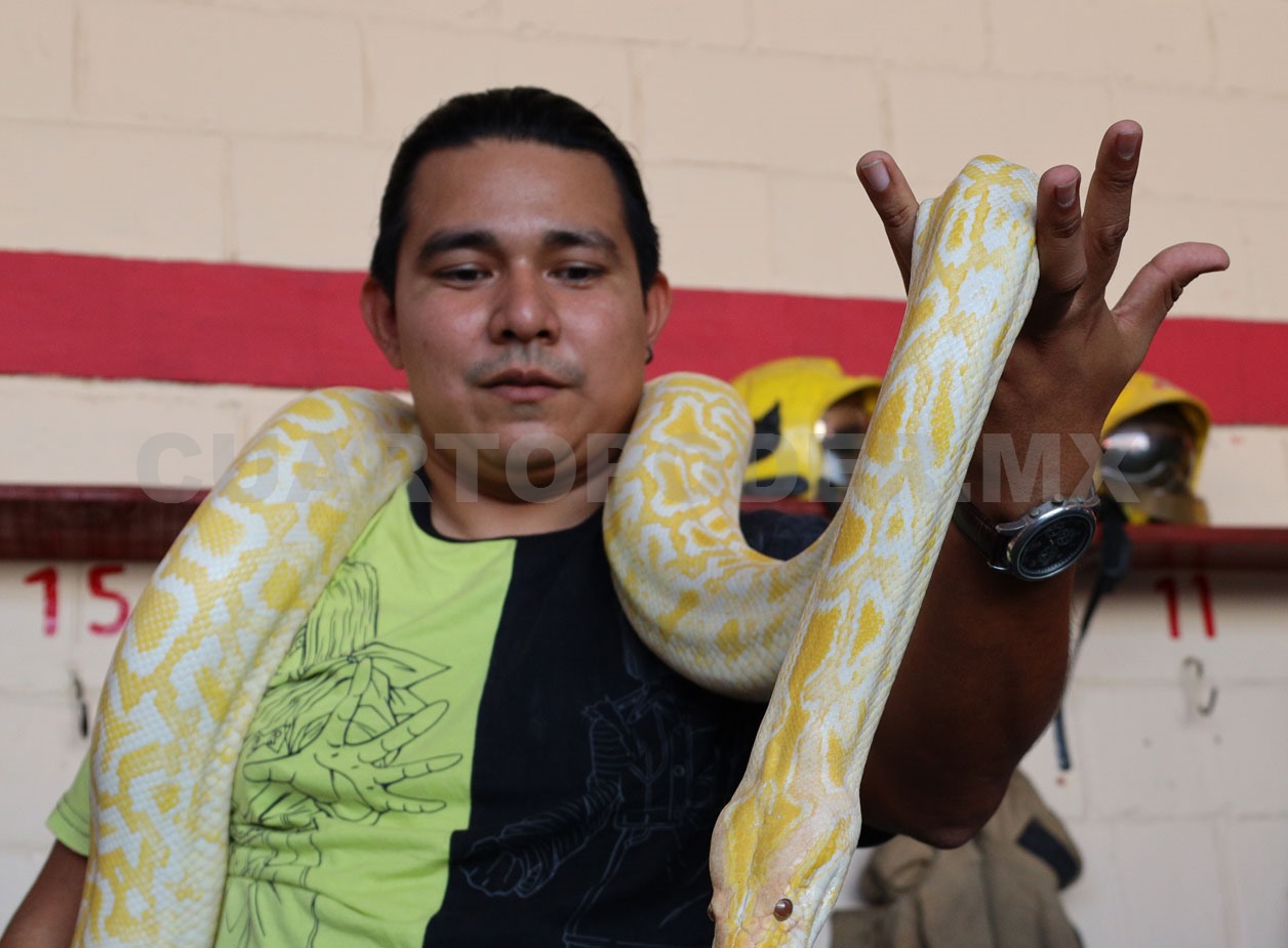 Aumentan casos de ingreso de animales silvestres a hogares