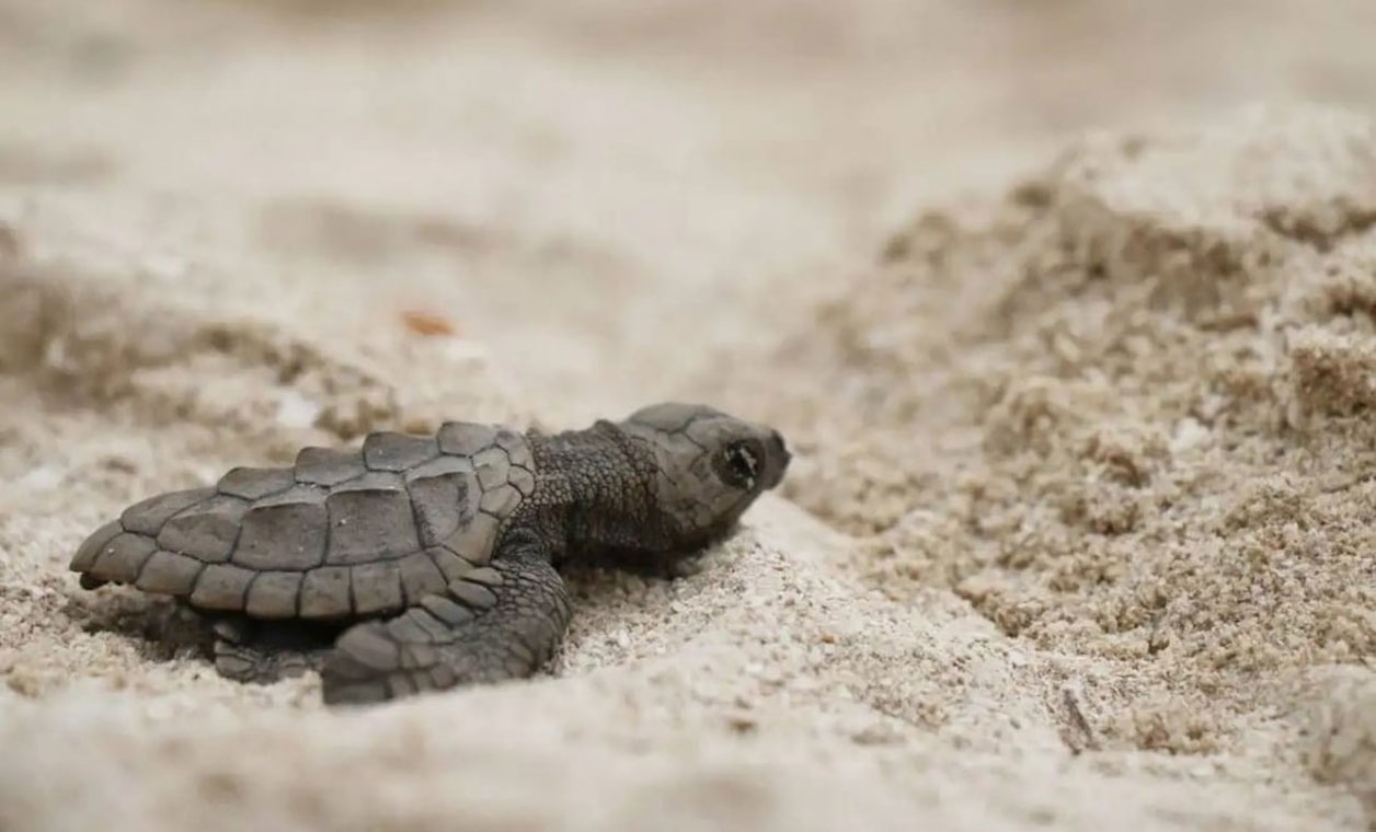 Liberan a primeras 200 crías de tortuga al mar